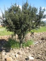 19-Aprile-09 (9).html